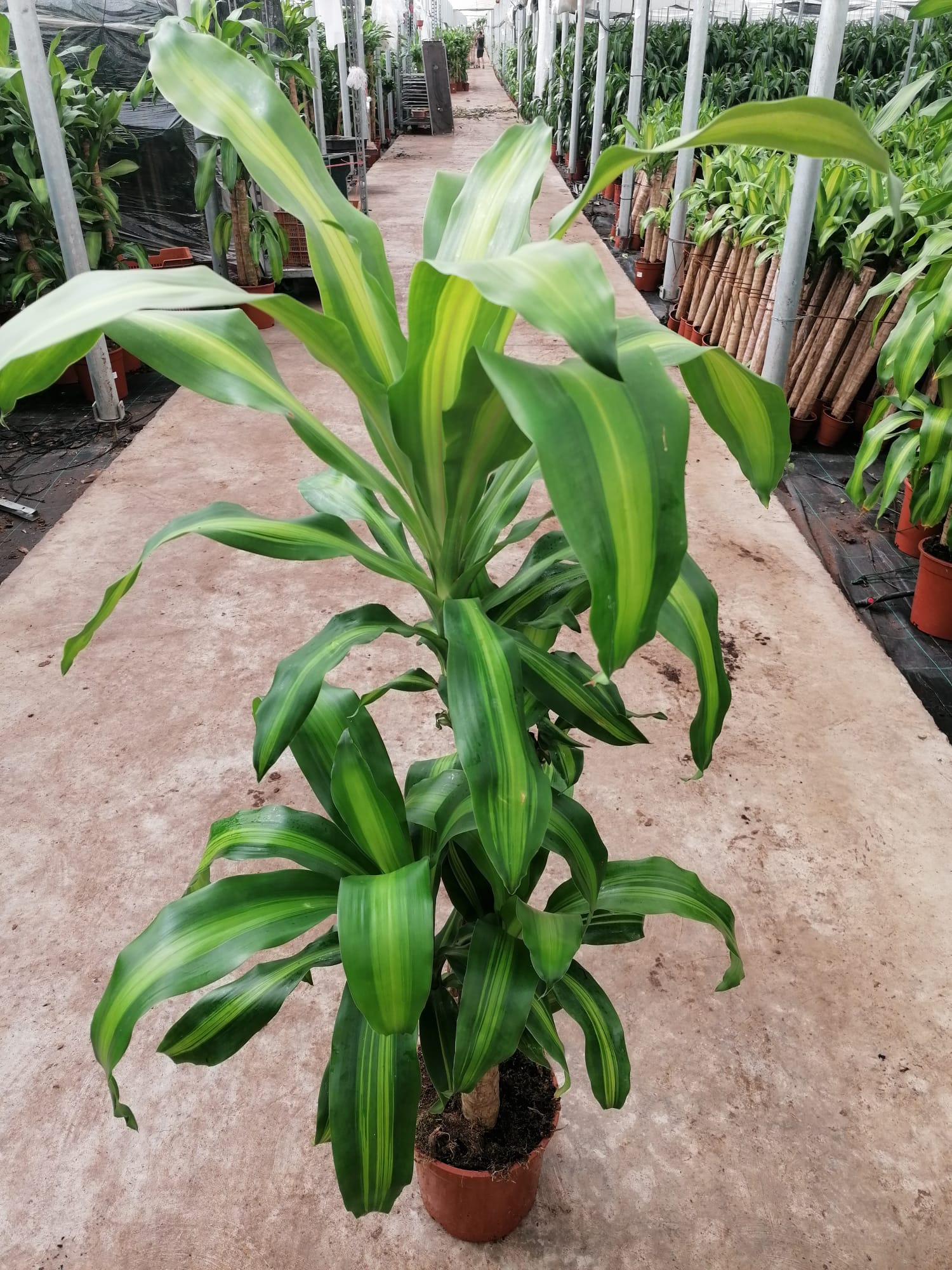 DRACAENA MASSANGEANA C 17 60.30 CM "2 brotes"